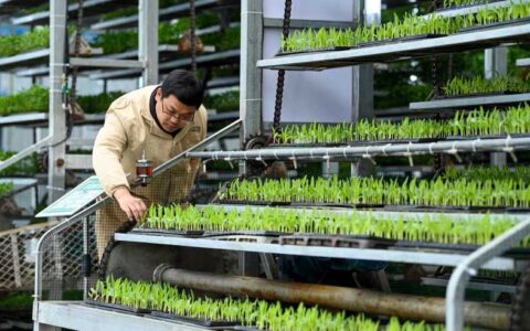 咸安工厂化育苗 “小种苗”做成“大产业”