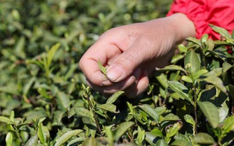 咸安春茶迎来开采季 科技赋能促产业提质增效