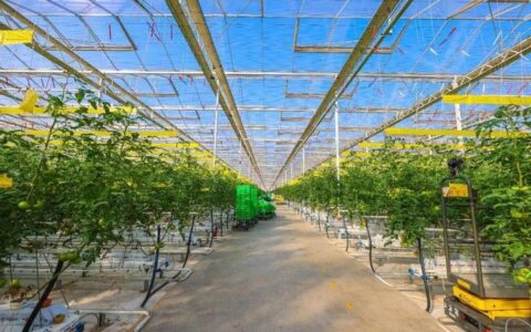 科技育甜果 基地兴产业 嘉鱼县新街小番茄打造智慧农业新样板