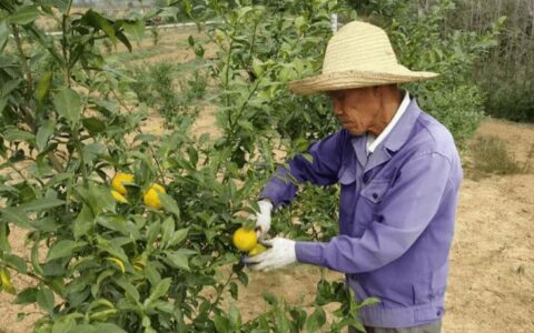 嘉鱼县高铁岭镇：抢抓春季管护 助力香柚提质