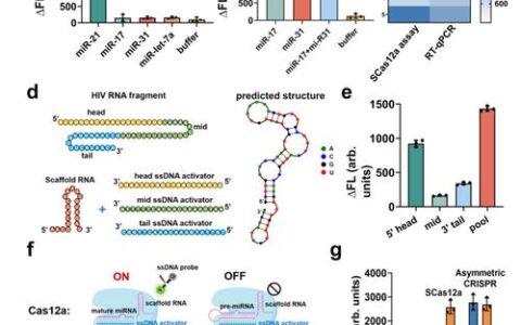 猪基因组与育种团队联合崖州湾国家实验室在高保真Cas12a变体与多重CRISPR核酸检测技术研究取得新进展