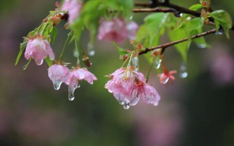 樱花在春雨中悄然绽放