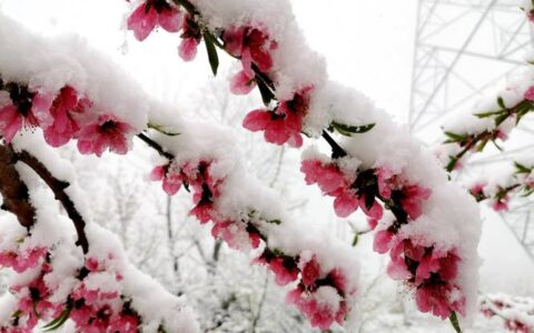 十堰多地飘落“桃花雪” 今起降水减弱 气温缓慢回升