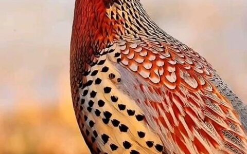 “七彩山鸡”现麦田