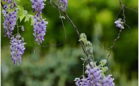 紫藤垂瀑　桃樱漫天  2026年“归野寻香”大冶探幽线发布