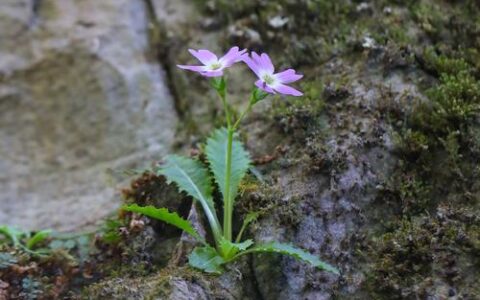 崖壁花开，香越重洋 ——一朵报春花的故土新生