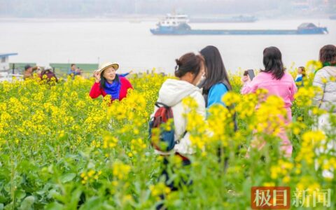 市区第二届江滩油菜花季浪漫启幕