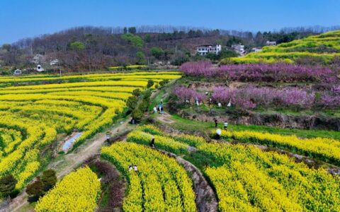浠水巴河城山村：千亩油菜花海竞相绽放