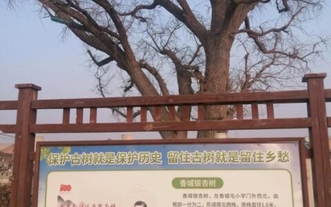 古树寻根，践行生态文明