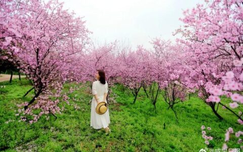 “赤黄红”春季赏花精品线路发布 咸宁邀游客共赴春日盛宴