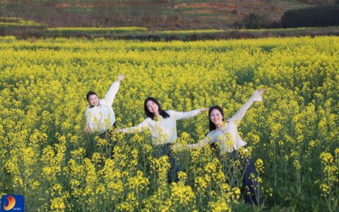 油菜花开金满地　“三区”并进看通山