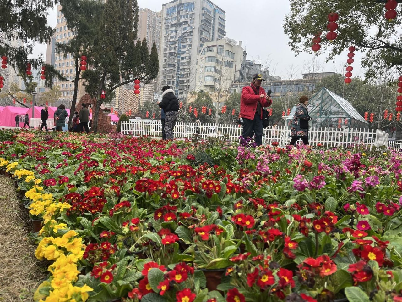 崖壁花开，香越重洋 ——一朵报春花的故土新生