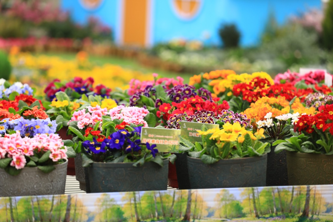 崖壁花开，香越重洋 ——一朵报春花的故土新生