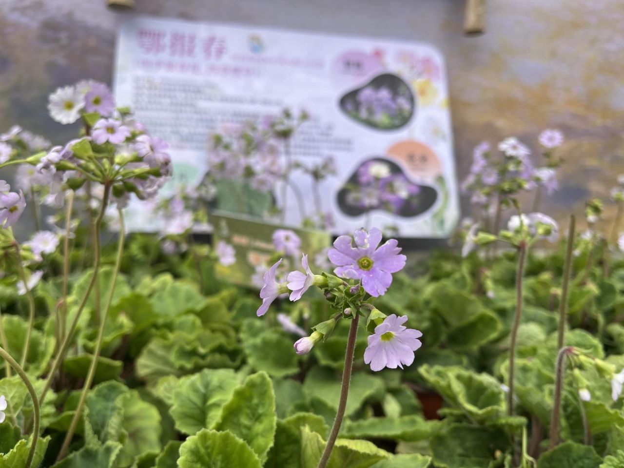 崖壁花开，香越重洋 ——一朵报春花的故土新生