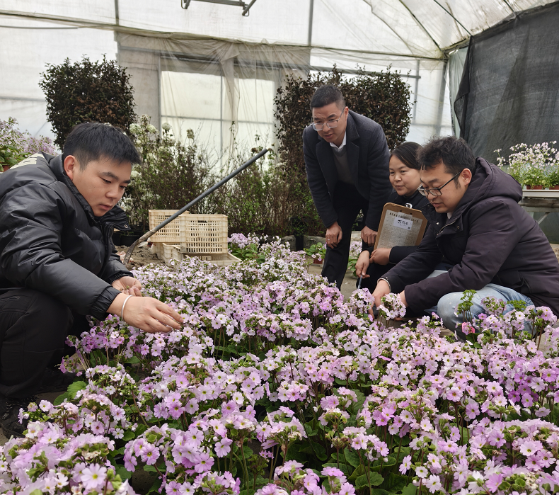 崖壁花开，香越重洋 ——一朵报春花的故土新生