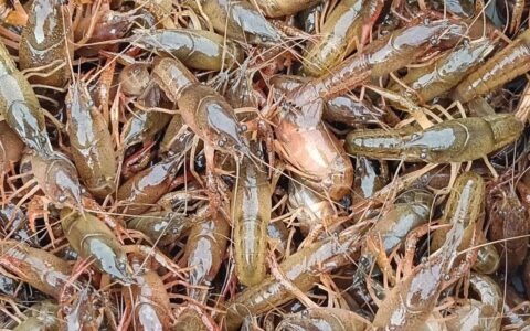 春日忙管护 小龙虾长势好