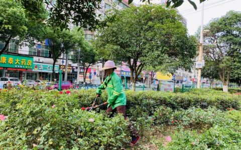 泽口街道抢抓春季黄金期 掀起绿化美化热潮