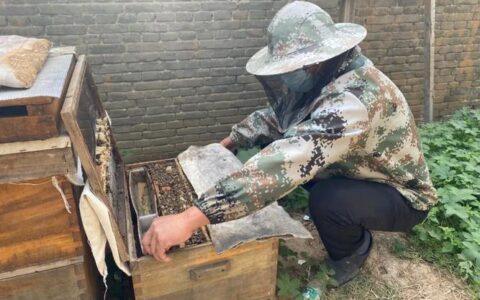 巧解“甜蜜烦恼” 护航和美“蜂”景——王场镇柔性化解蜜蜂扰民纠纷