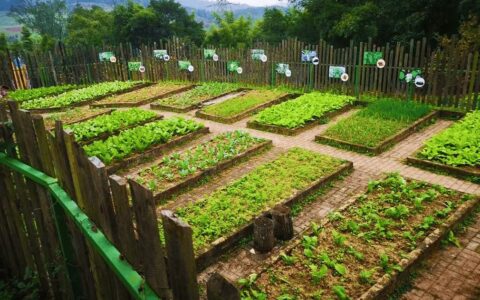 共享菜园“种”出基层治理新成效