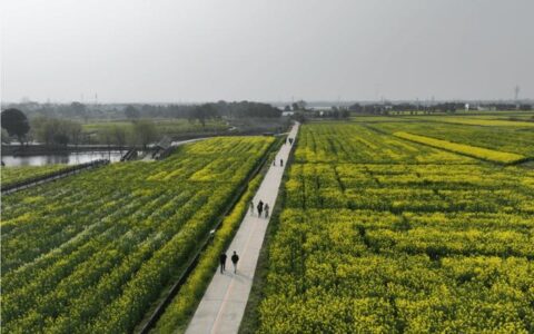 湖北省油菜花节沙洋启幕 80万亩油菜花盛放迎客