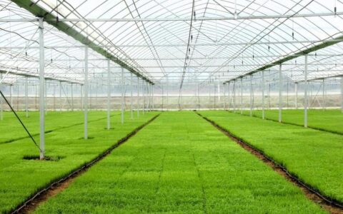 科技育苗“慧”春耕 —— 探访咸安工厂化育苗背后的“科技范儿”