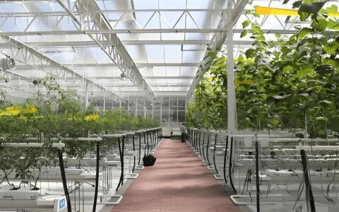 嘉鱼县现代设施农业产业基地项目建设稳步推进  智能化玻璃温室加快施工