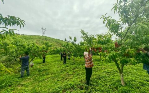 春日管护正当时 雨山村百亩黄桃园里劳作忙
