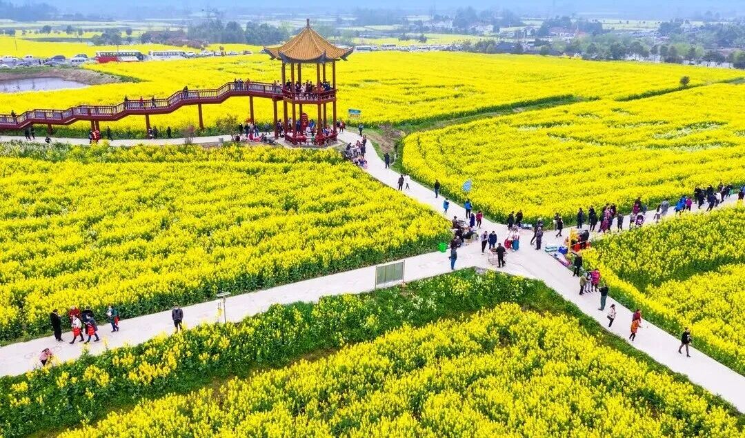 花开富贵誉荆楚——荆门“一枝花”工程绘就高质量发展新图景