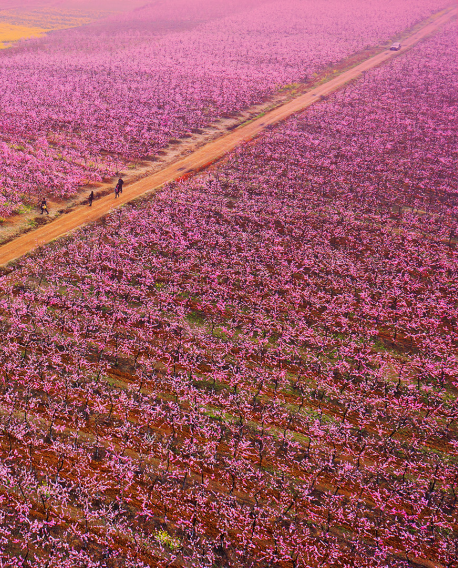 花开富贵誉荆楚——荆门“一枝花”工程绘就高质量发展新图景