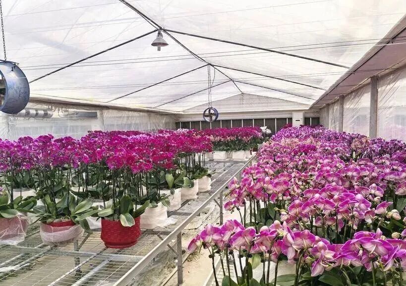 花开富贵誉荆楚——荆门“一枝花”工程绘就高质量发展新图景