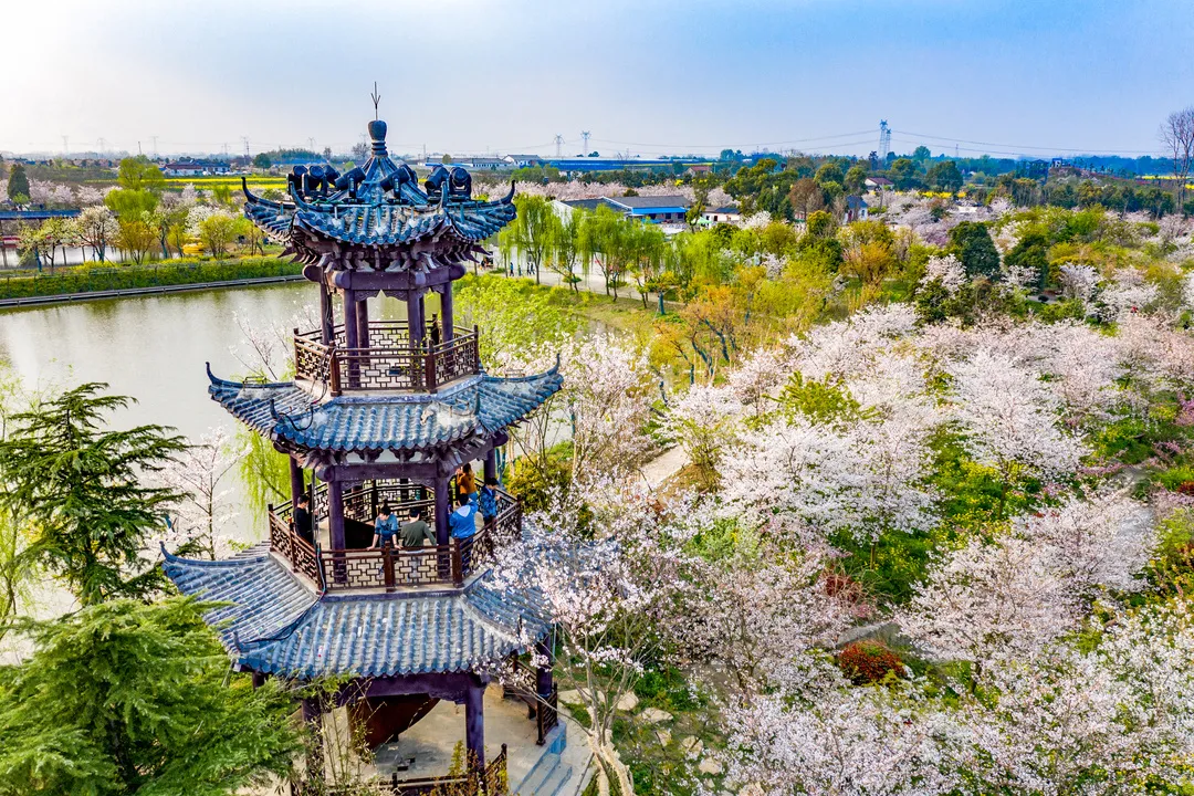 花开富贵誉荆楚——荆门“一枝花”工程绘就高质量发展新图景