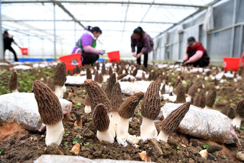 小山村念活山水“致富经”