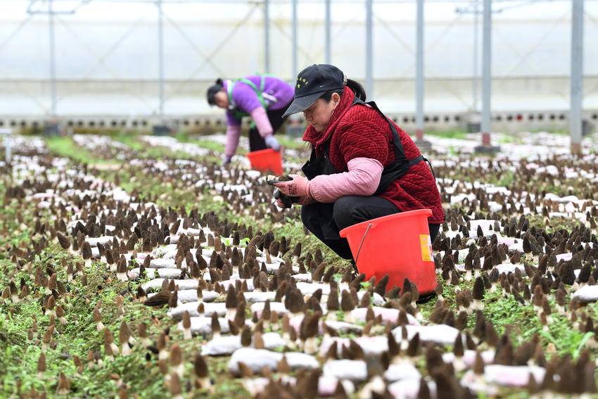 小山村念活山水“致富经”