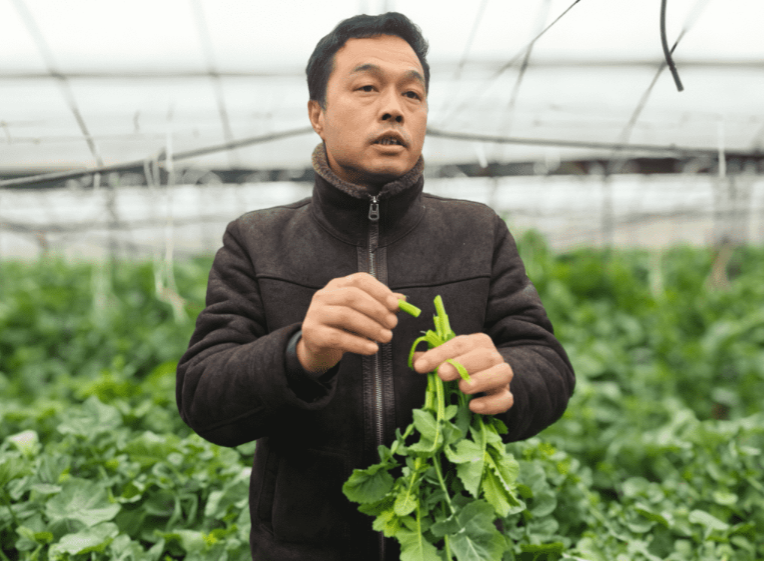 湖北油菜花节开幕 80万亩金色花海迎客来