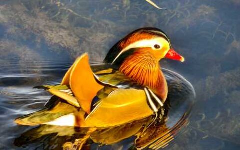 成群鸳鸯戏清波