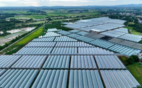 大棚映春忙 致富启新程