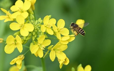 油菜花开引蜂客