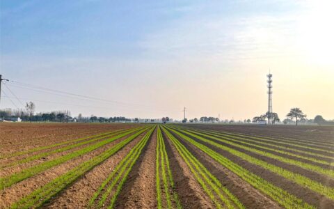 万亩沃野披“银甲”——竹根滩镇外滩万亩马铃薯基地掀起春耕热潮