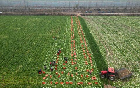 长江之畔的绿色答卷—— 嘉鱼两家企业获评国家级绿色工厂