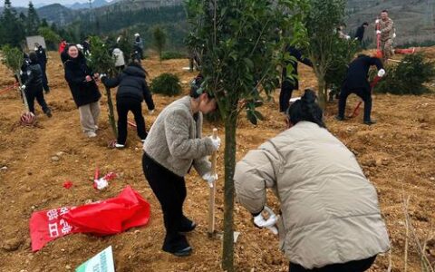 植绿筑绿启新程  赤壁两山投资公司共植生态“同心林”