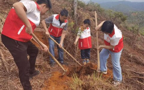 50余棵茶树苗扎根沃土 通城二中青年志愿者植树添新绿