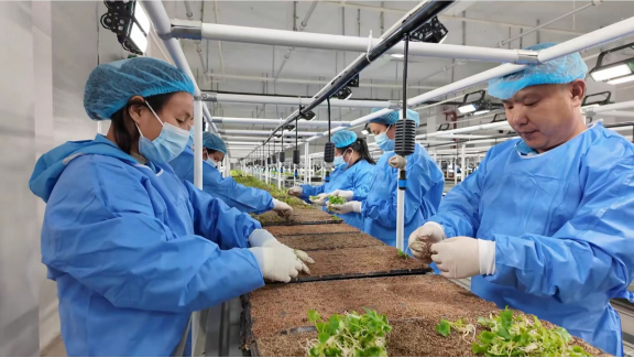 半夏育苗忙 筑牢丰产增收根基