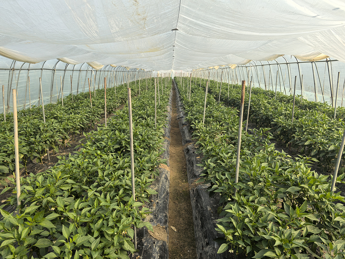 大棚映春忙 致富启新程