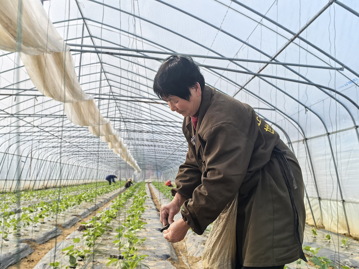 大棚映春忙 致富启新程