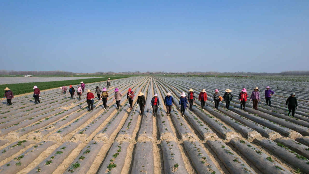 万亩沃野披“银甲”——竹根滩镇外滩万亩马铃薯基地掀起春耕热潮
