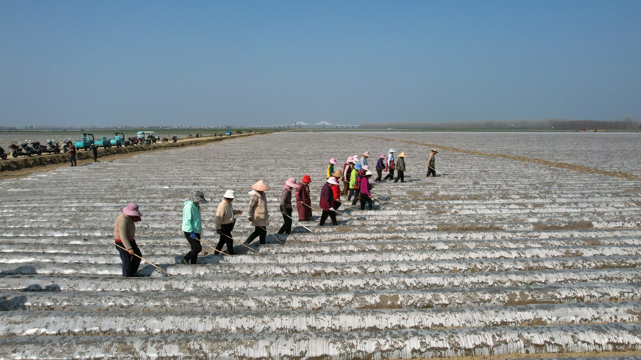 万亩沃野披“银甲”——竹根滩镇外滩万亩马铃薯基地掀起春耕热潮