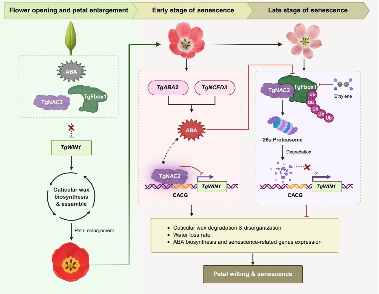 华中农业大学球宿根花卉团队在TgFbox1-TgNAC2-TgWIN1模块整合植物激素信号和角质层蜡合成对郁金香花被片衰老的权衡调控机制上有新进展
