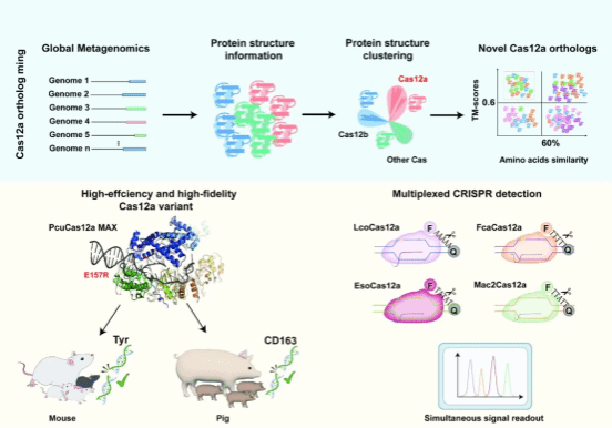 猪基因组与育种团队联合崖州湾国家实验室在高保真Cas12a变体与多重CRISPR核酸检测技术研究取得新进展