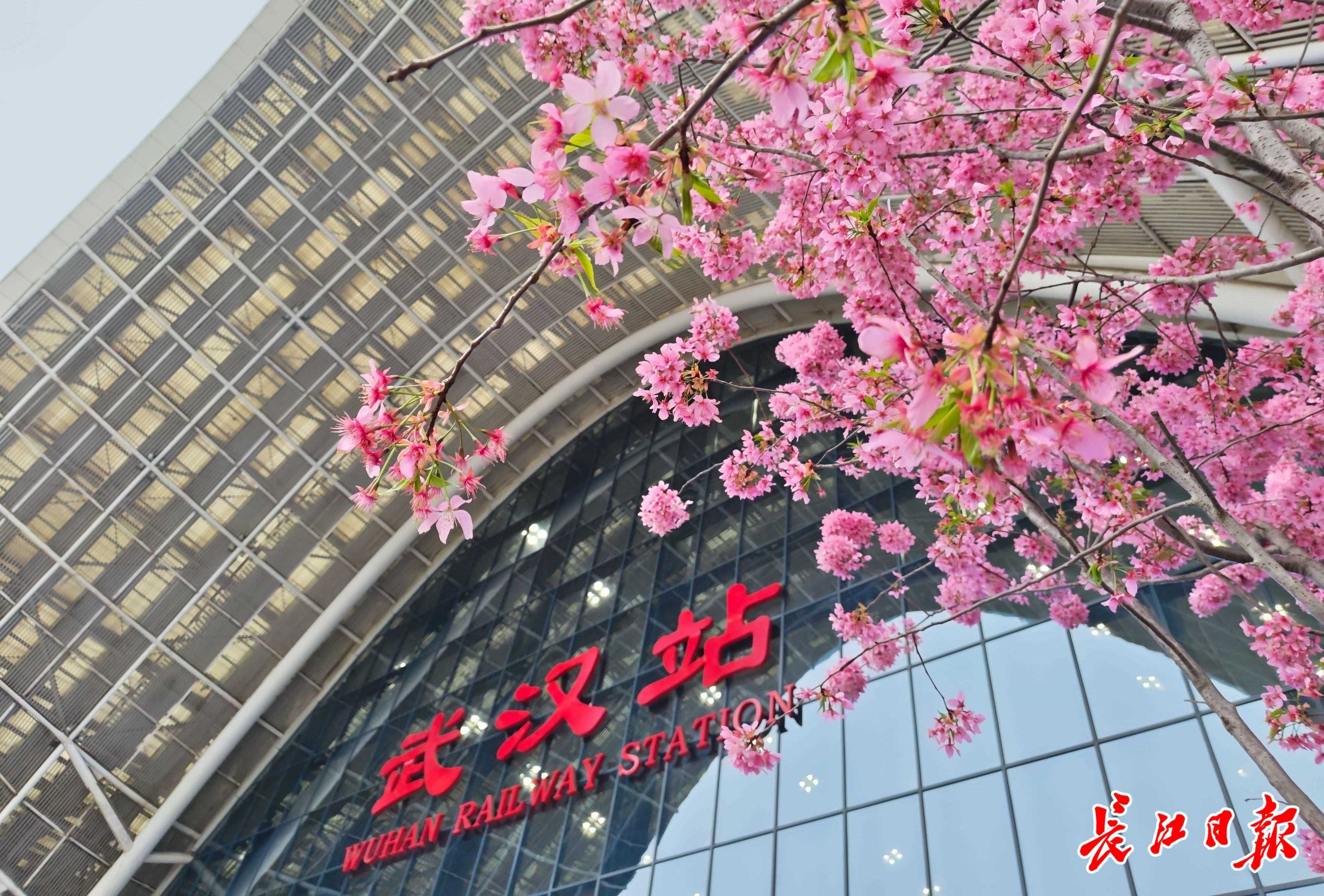 南来北往的旅客“收惊喜”：武汉站里赏樱花