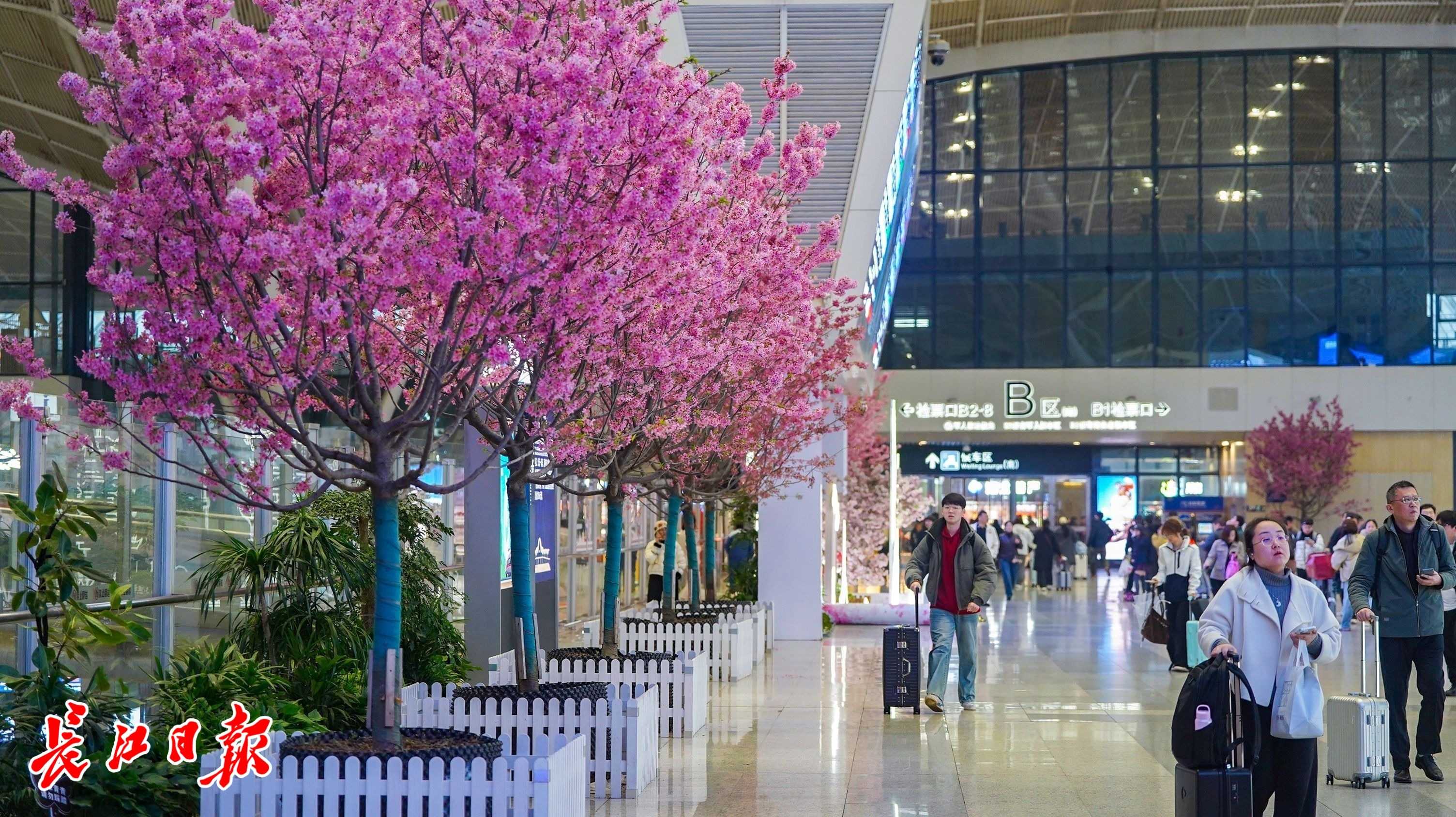 南来北往的旅客“收惊喜”：武汉站里赏樱花